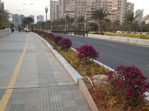 廈門海滄城建集團園林綠化工程施工 匠心雕琢城市綠意，品質鑄就生態名片